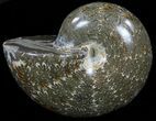 Polished, Agatized Ammonite (Phylloceras) - Madagascar #59912-1